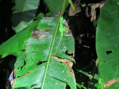 Anolis biporcatus