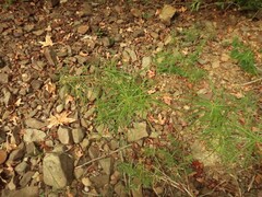 Amsonia hubrichtii