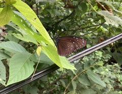 Euploea mulciber barsine