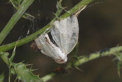 Lomographa temerata