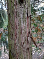 Chamaecyparis pisifera