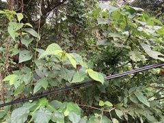 Euploea mulciber barsine