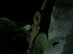 Anolis biporcatus