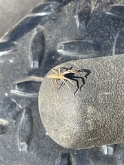 Pisaurina dubia