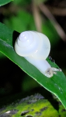 Satsuma phoenicis
