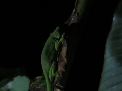Anolis biporcatus