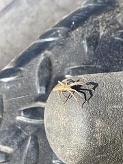 Pisaurina dubia