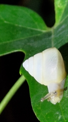Satsuma phoenicis