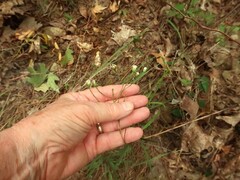 Solidago ptarmicoides