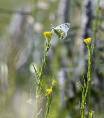Euchloe ausonia