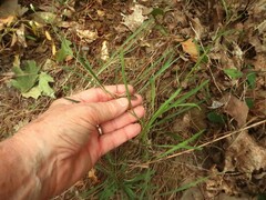 Solidago ptarmicoides