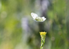Euchloe ausonia