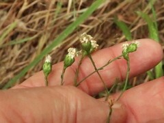 Solidago ptarmicoides