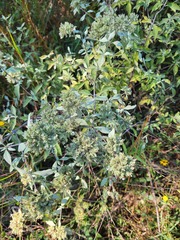 Pycnanthemum albescens