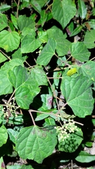 Ampelopsis glandulosa hancei