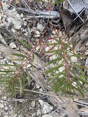 Stillingia texana