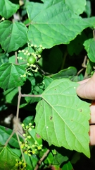 Ampelopsis glandulosa hancei