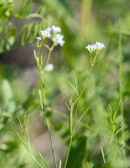 Asperula tinctoria