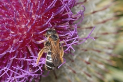 Halictus quadricinctus