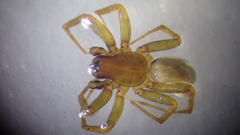 Lycosoides coarctata