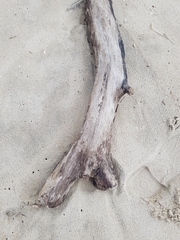 Eurynebria complanata