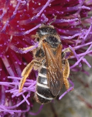Halictus quadricinctus