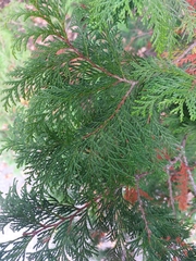 Chamaecyparis pisifera
