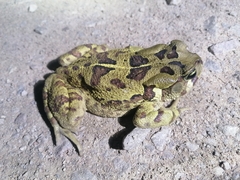 Sclerophrys pardalis