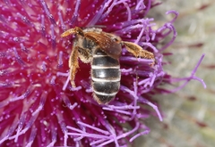 Halictus quadricinctus