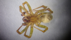 Lycosoides coarctata