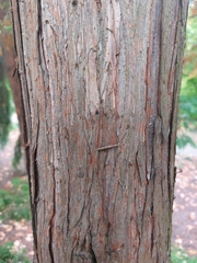 Chamaecyparis pisifera