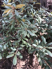 Frangula californica