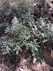 Frangula californica