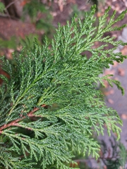 Chamaecyparis pisifera