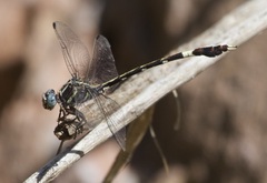 Phyllogomphoides nayaritensis