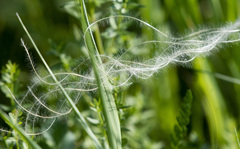 Stipa pennata