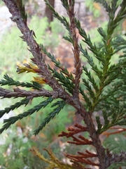 Chamaecyparis pisifera