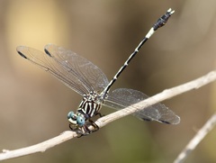 Progomphus clendoni