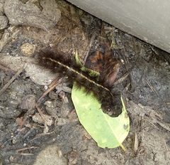 Spilosoma lubricipeda