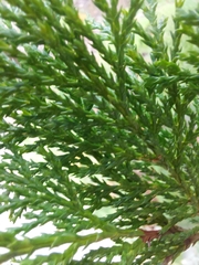 Chamaecyparis pisifera