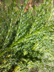 Chamaecyparis pisifera