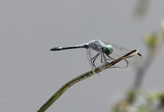 Micrathyria aequalis
