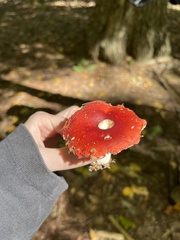 Amanita muscaria
