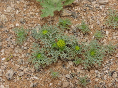 Asteriscium closii