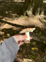Amanita muscaria