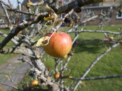 Malus