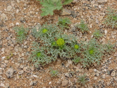 Asteriscium closii