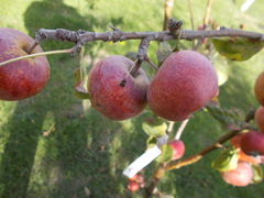 Malus