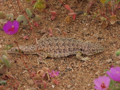 Liolaemus nigromaculatus