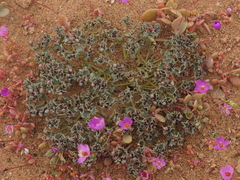 Euphorbia copiapina